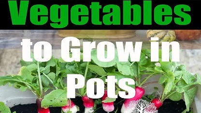 15- Twenty vegetables that grow in containers.