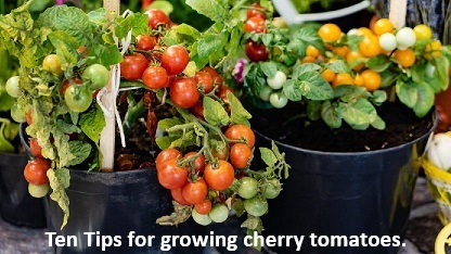 16- Ten Tips for growing cherry tomatoes.