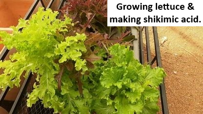 F04; Growing lettuce & making shikimic acid.